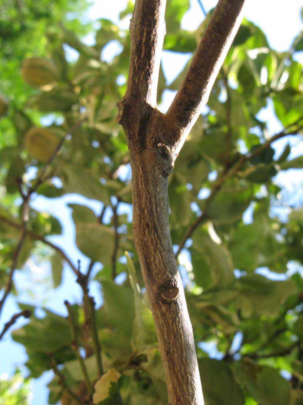            Second - third year twig (Pink Variegated, Winter Haven,   FL)   